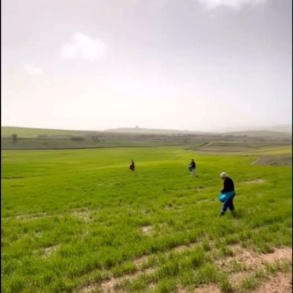 Siirt'te Yoğun Yağışlar Tarım Arazilerini Çamura Buladı, Çiftçiler Eski Gübreleme Yöntemine Döndü