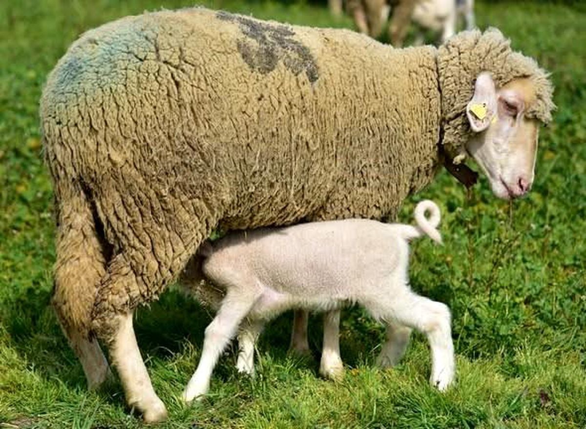Balıkesir Üniversitesi’nde Yavru Kuzular İlk Kez Açık Havada: Uygulamalı Eğitimde Yeni Dönem