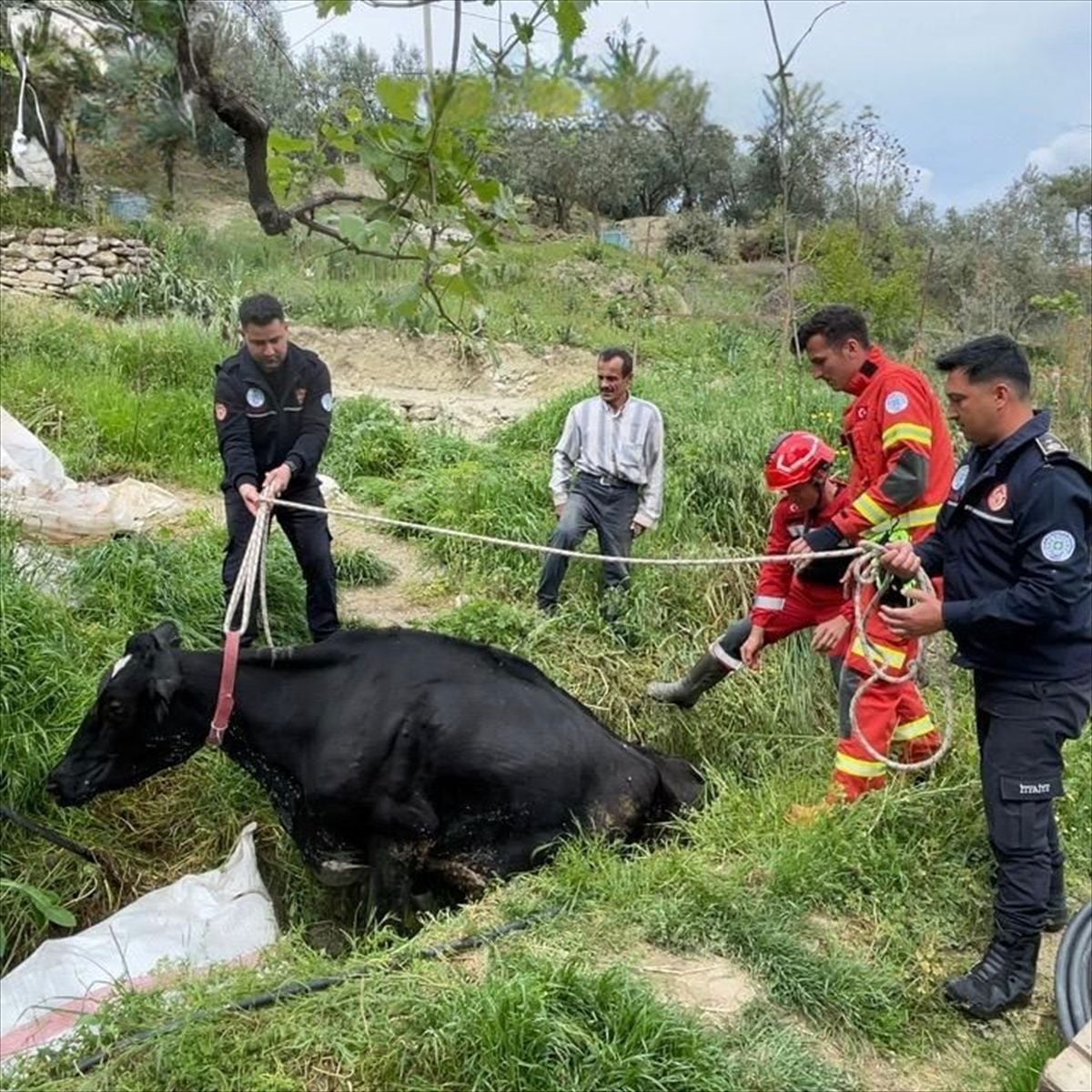 Muğla Seydikemer'de Su Arkında Mahsur Kalan İnek İtfaiye Ekipleri Tarafından Kurtarıldı