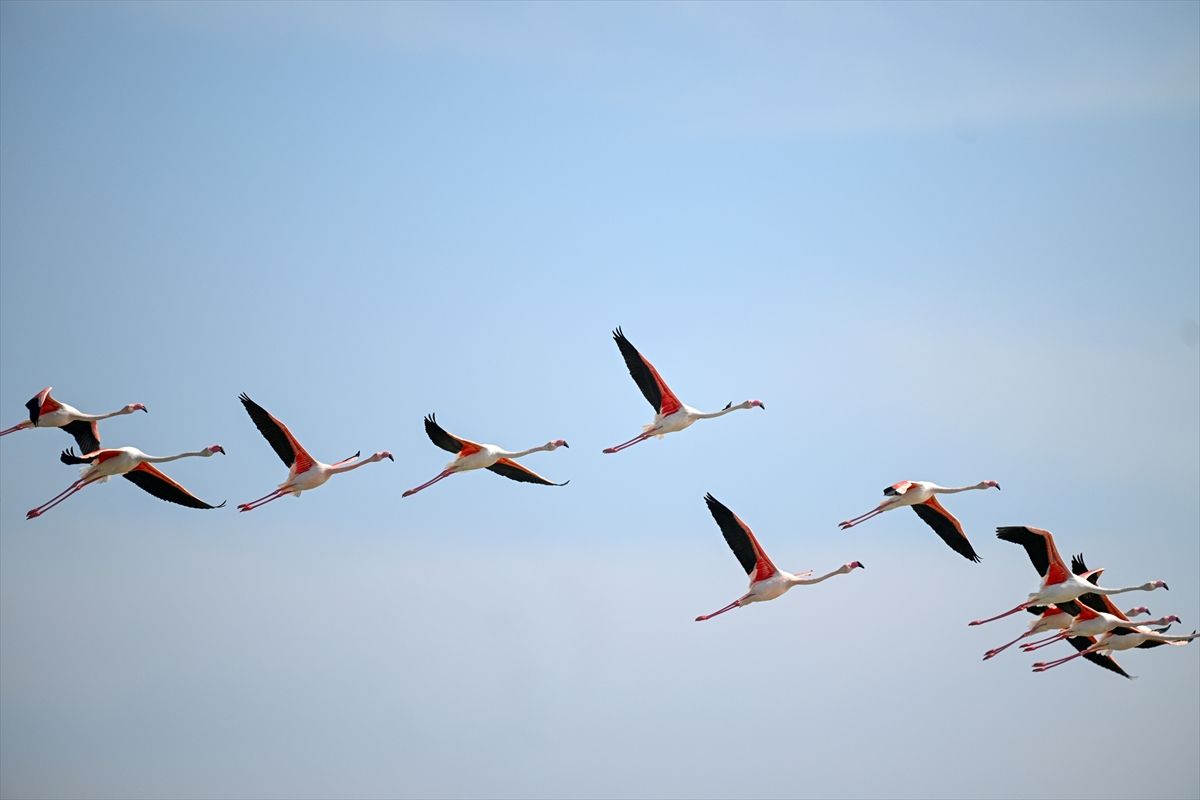 Kayseri Tuzla Palas Gölü’nde 40 Yıl Sonra Flamingo Gözlemi: Doğal Yaşam Canlanıyor