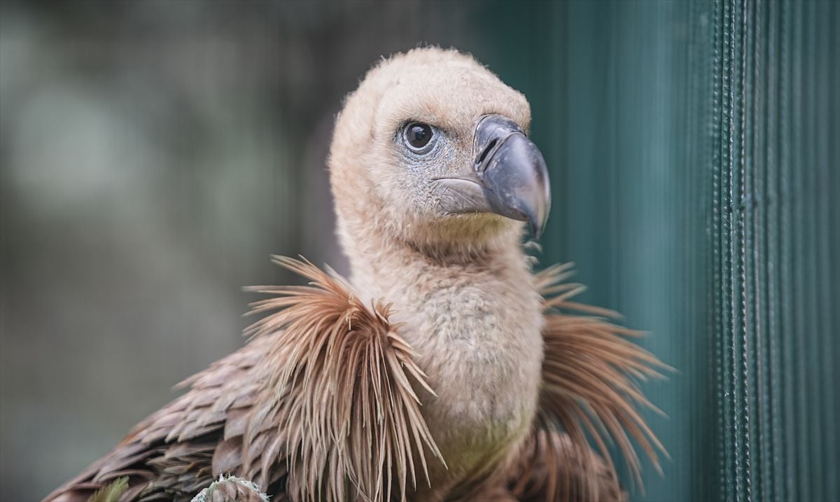 Kızıl Akbaba, İnegöl’den Karacabey’e Uzanan Kurtarma ve Rehabilitasyon Sürecine Alındı