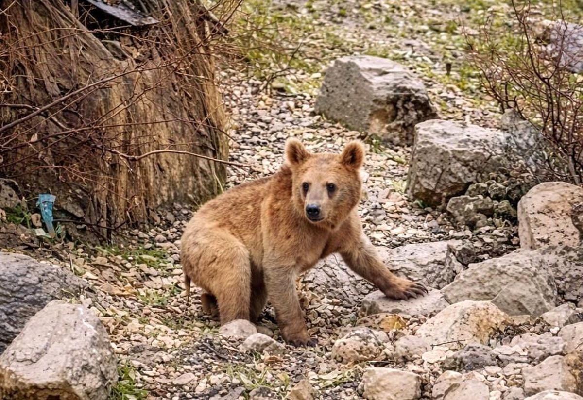 Hakkari Çukurca'da Aç Kalan Ayı Yavruları Köy Alanına İndi, Vatandaşlar Gündüz Görüntüledi