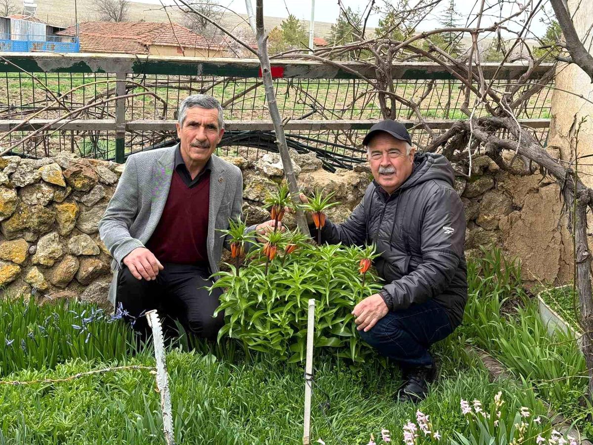Eskişehir Değişören Mahallesi İlkbaharda Ters Lalelerle Renkleniyor: Turşail Çiçekleri Korunuyor