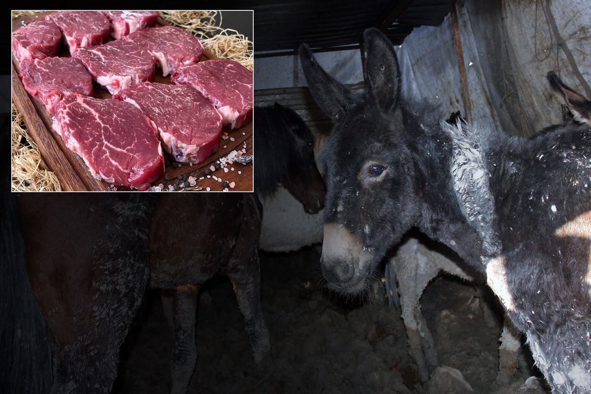 Tarım ve Orman Bakanlığı 16 Nisan Gıda Denetim Sonuçlarını Açıkladı: İzmir’de Pide Harcında Tek Tırnaklı Et Şoku