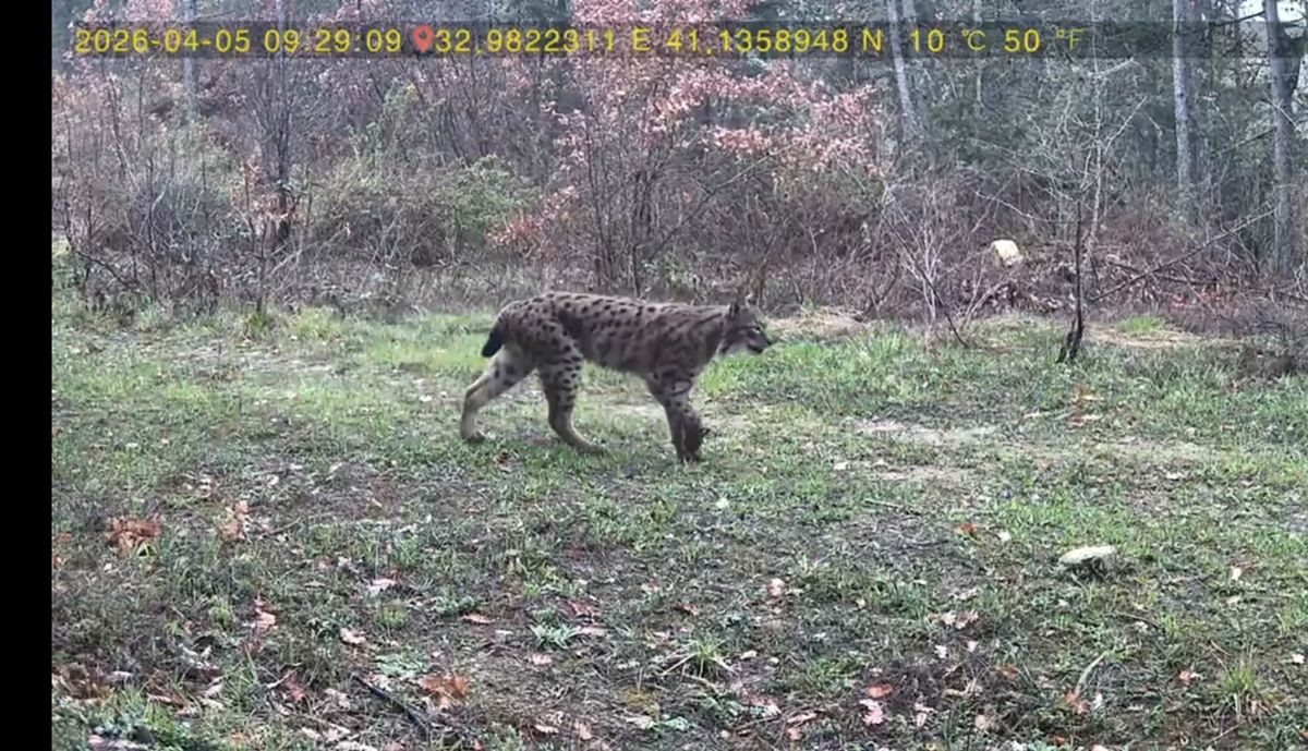 Karabük Ovacık'ta Fotokapana Yansıyan Nadir Vaşak, Tavşan ve Yaban Domuzu Görüntüleri