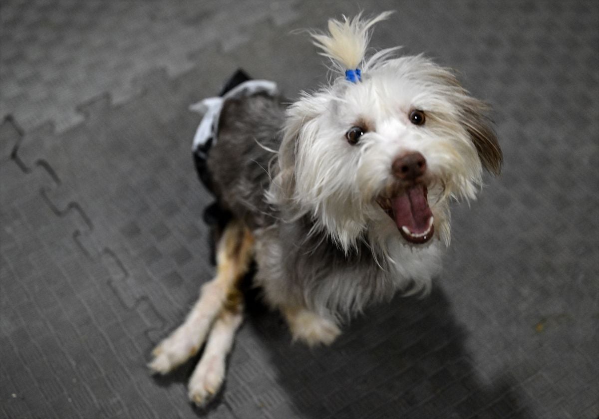 Omurgası Kırılan Yumoş’un Mucizevi İyileşme Süreci: Ankara’da Rehabilitasyonla Yeniden Koşacak