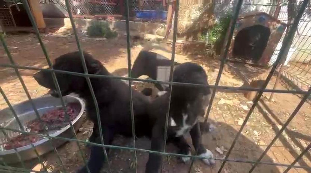 Antalya'da Merdiven Altı Köpek Üretimine 327 Bin TL Ceza, Savunucuya ise 457 Bin TL Ceza Kesildi