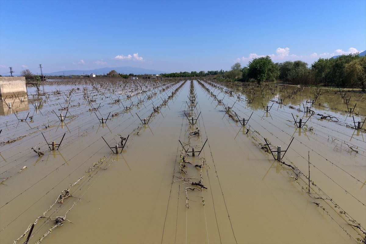 Manisa'da Gediz Nehri Taştı: Bağlar Su Altında Kaldı, Üreticiler Uyarıldı