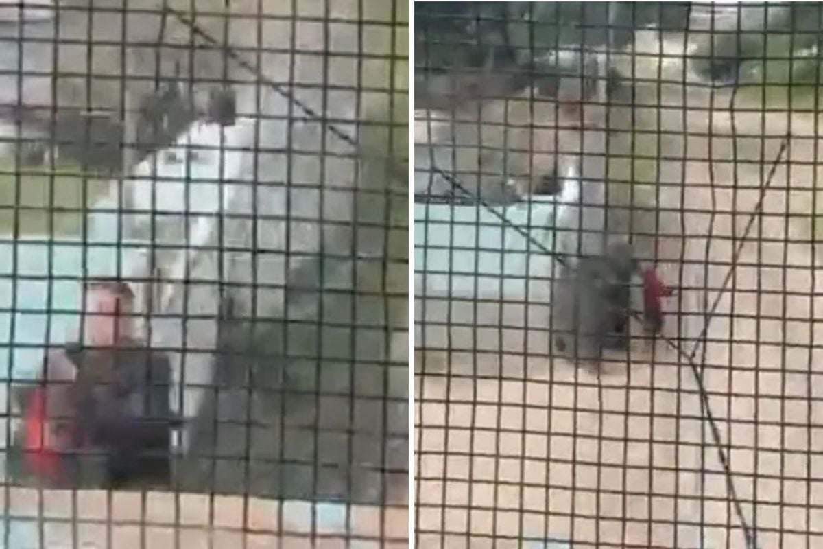 Arjantin'de Polis Memurunun Kahramanca Müdahalesiyle 3 Yaşındaki Çocuk Yük Treni Altından Son Anda Kurtuldu