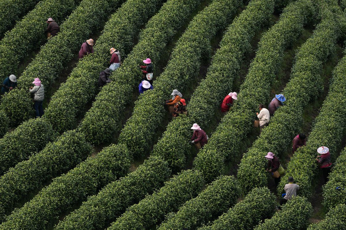 Zhejiang Anji’de Beyaz Çay Hasadı Başladı: 2025’te Üretim 2.630 Tonu Aştı