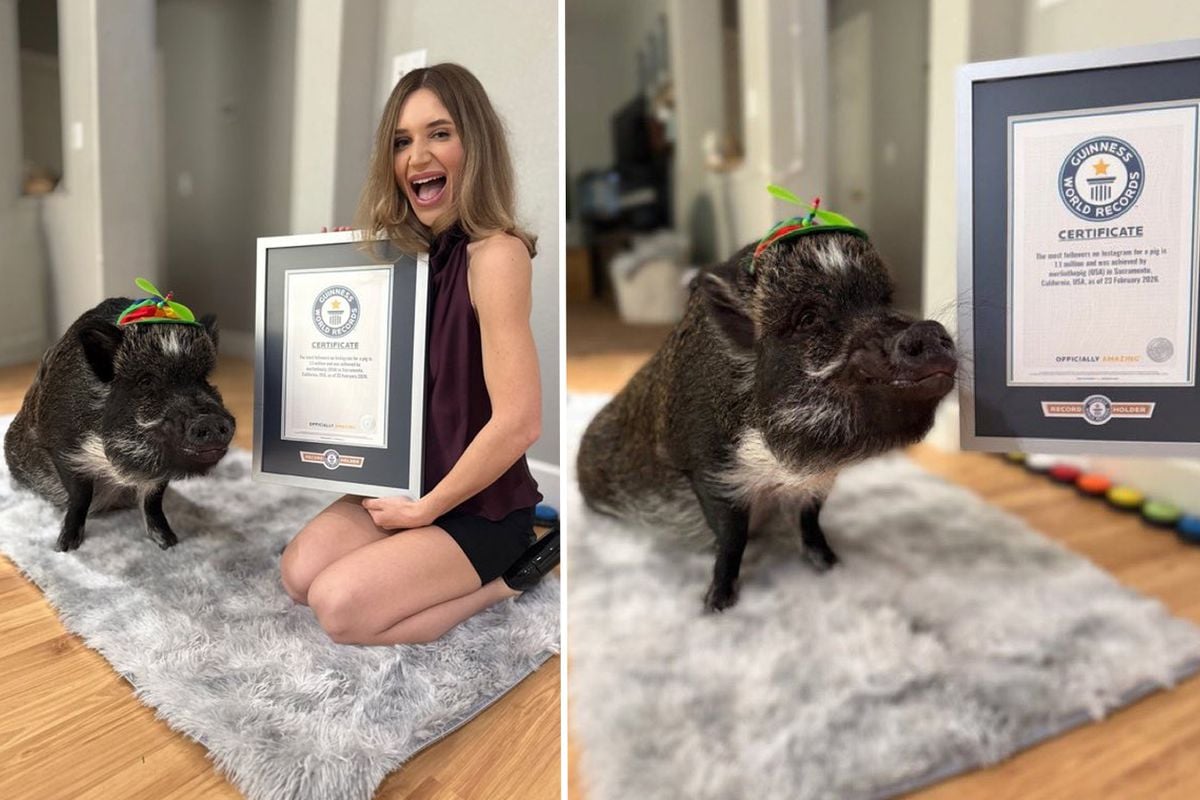 Instagram'ın En Çok Takip Edilen Domuzu Merlin, Guinness Rekorlarına Girdi