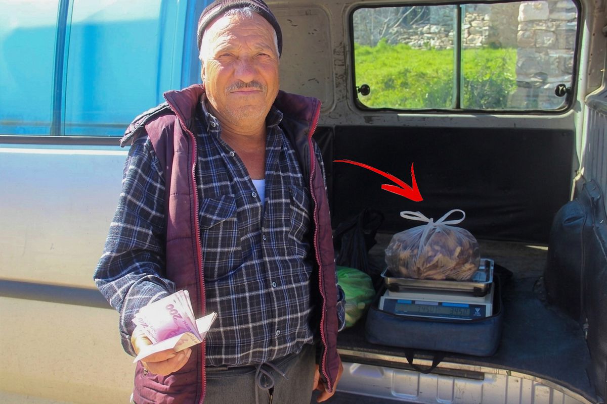 Kazdağları Eteklerinde Kilosu 1000 TL’den Kuzygöbeği Mantarı Toplayarak Ek Gelir Sağlanıyor