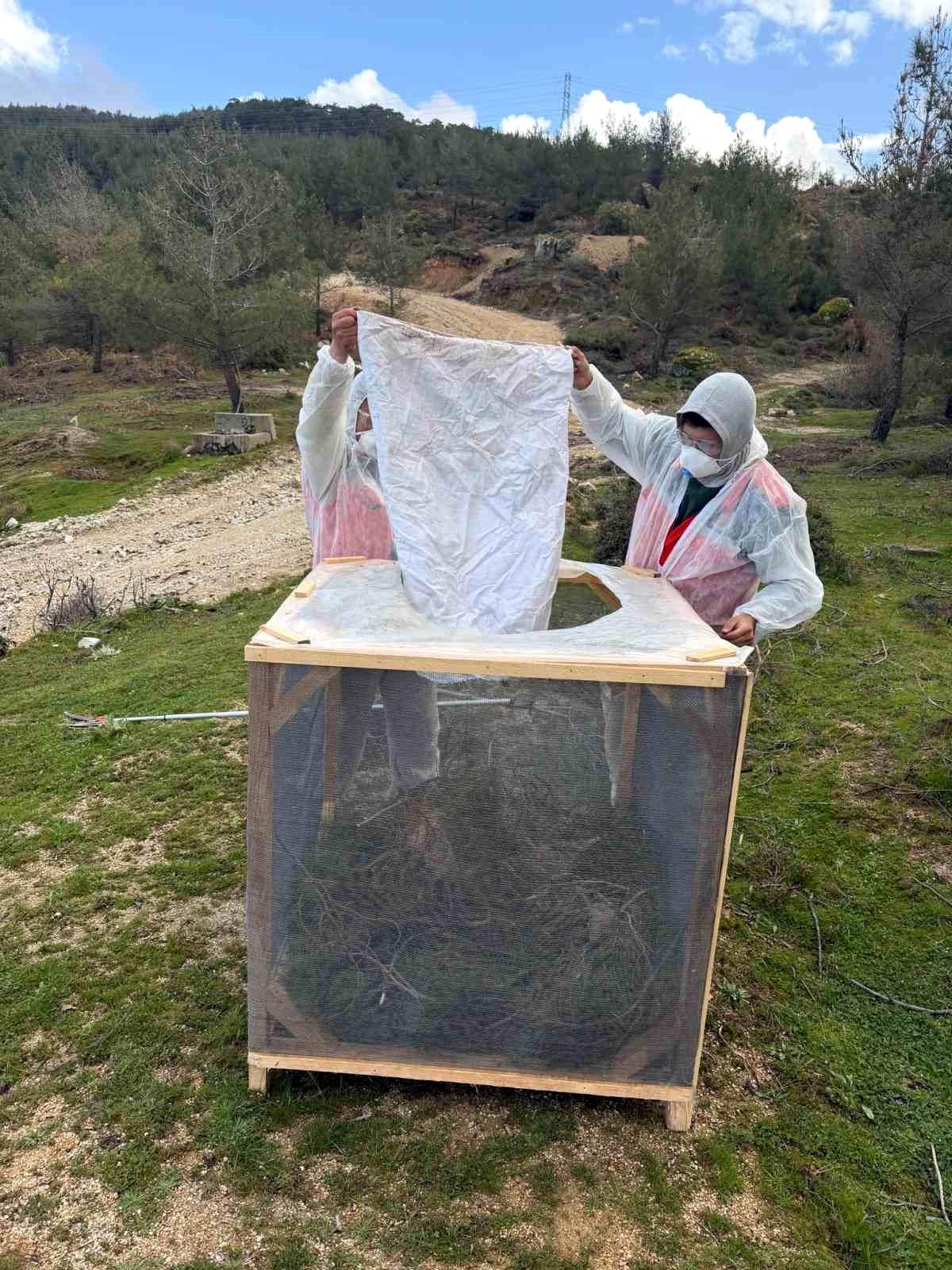 Muğla Aydın’da Çam Kese Böceğine Karşı Etkili Biyolojik ve Mekanik Mücadele Başladı