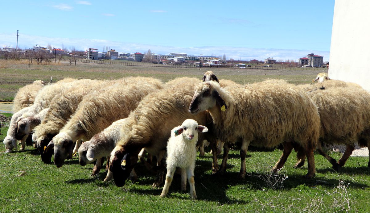 Van’dan Dünyaya Uzanan Gen Kaynağı Norduz Koyunu İçin YYÜ’de Koruma ve Yetiştirme Çalışmaları Hızla Devam Ediyor