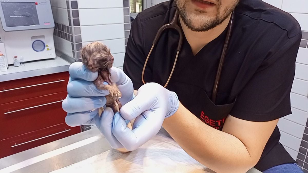 Nazilli’de Çift Başlı Ölü Yavru Nedeniyle Doğum Yapan Scottish Kedisinde Sezaryen Operasyonu Başarıyla Gerçekleştirildi