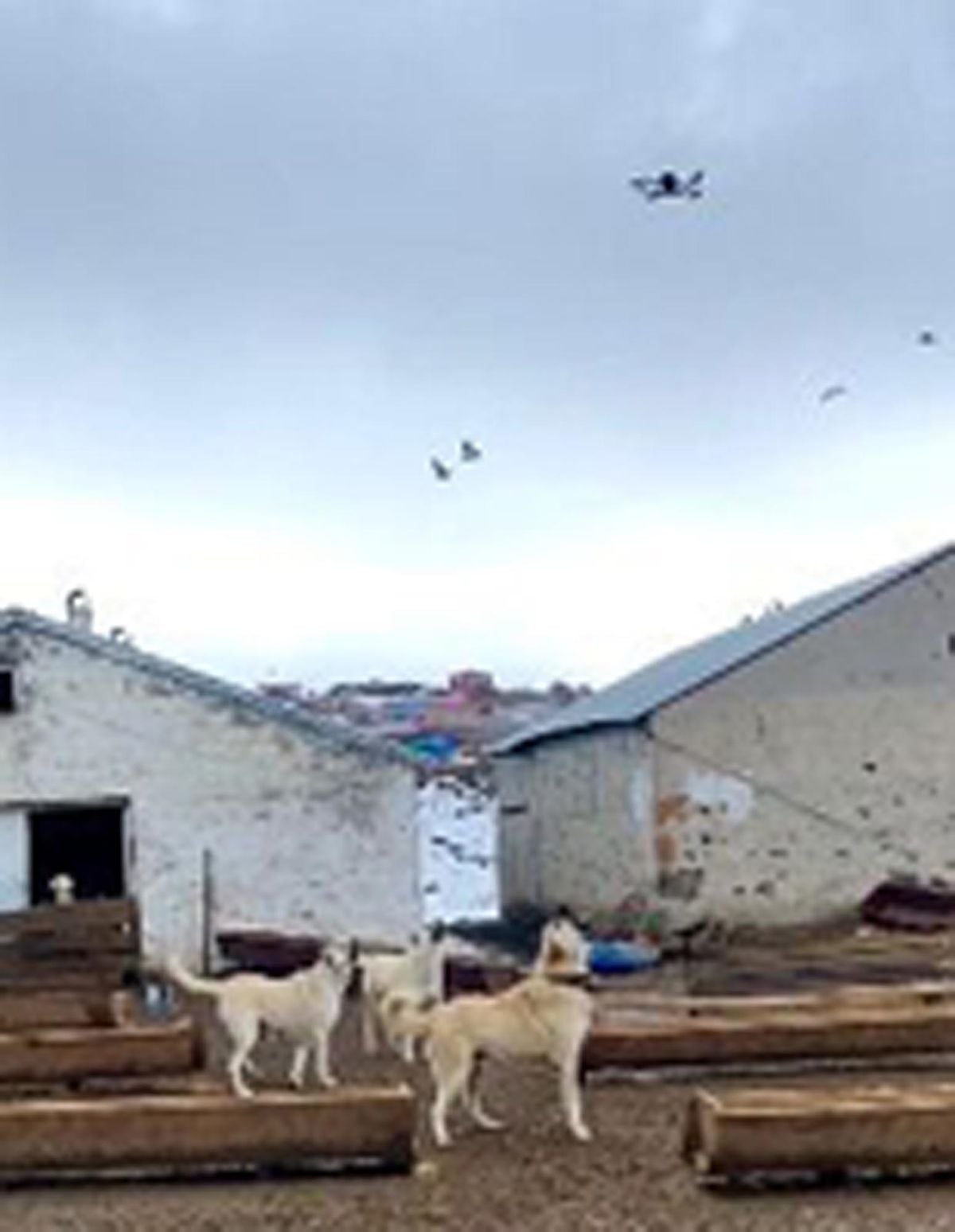 Kars Arpaçay’da Çoban Köpeklerinin Drona Karşı Göz Açtırmayan Koruma Anları Kamerada